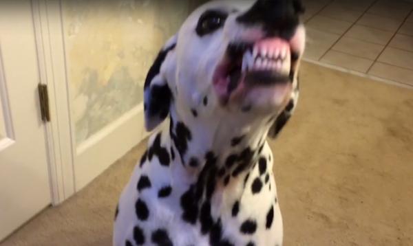 Pets Sneezing Means Uncontrollable Laughing /VIDEO/