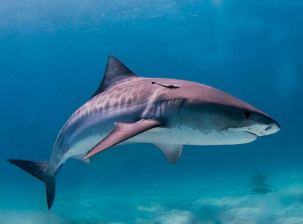 Four Kinds of Sharks in Western Australia Waters